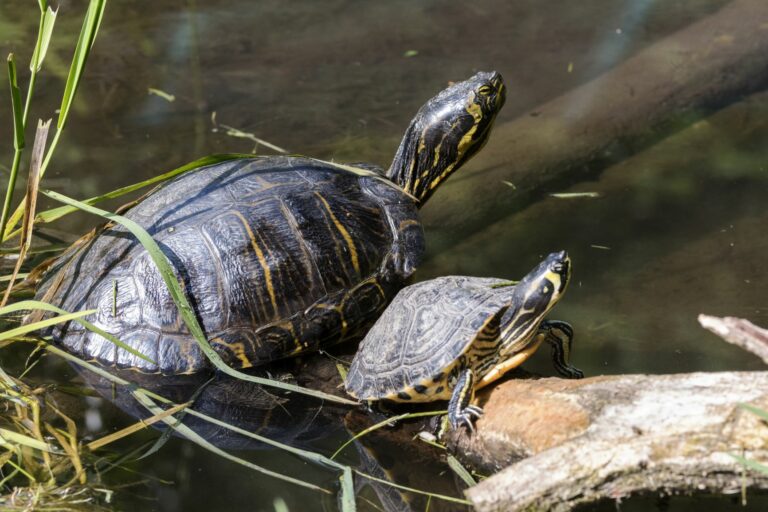 Qué comen las tortugas de agua | Alimentación de los reptiles | zooplus