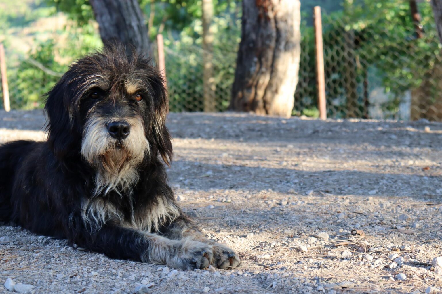 Bernedoodle