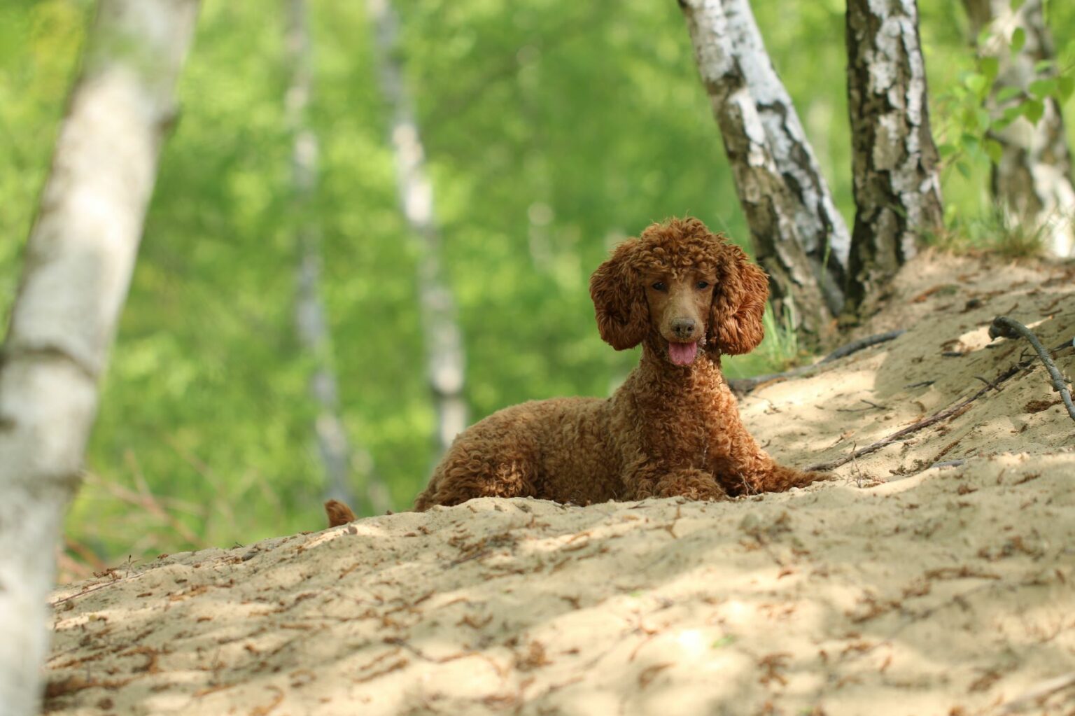 Bernedoodle