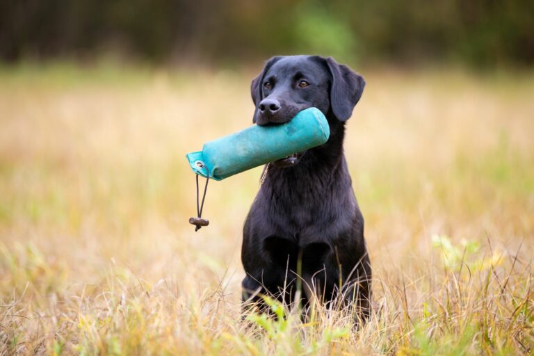 Los mejores juguetes para perros: entrenamiento