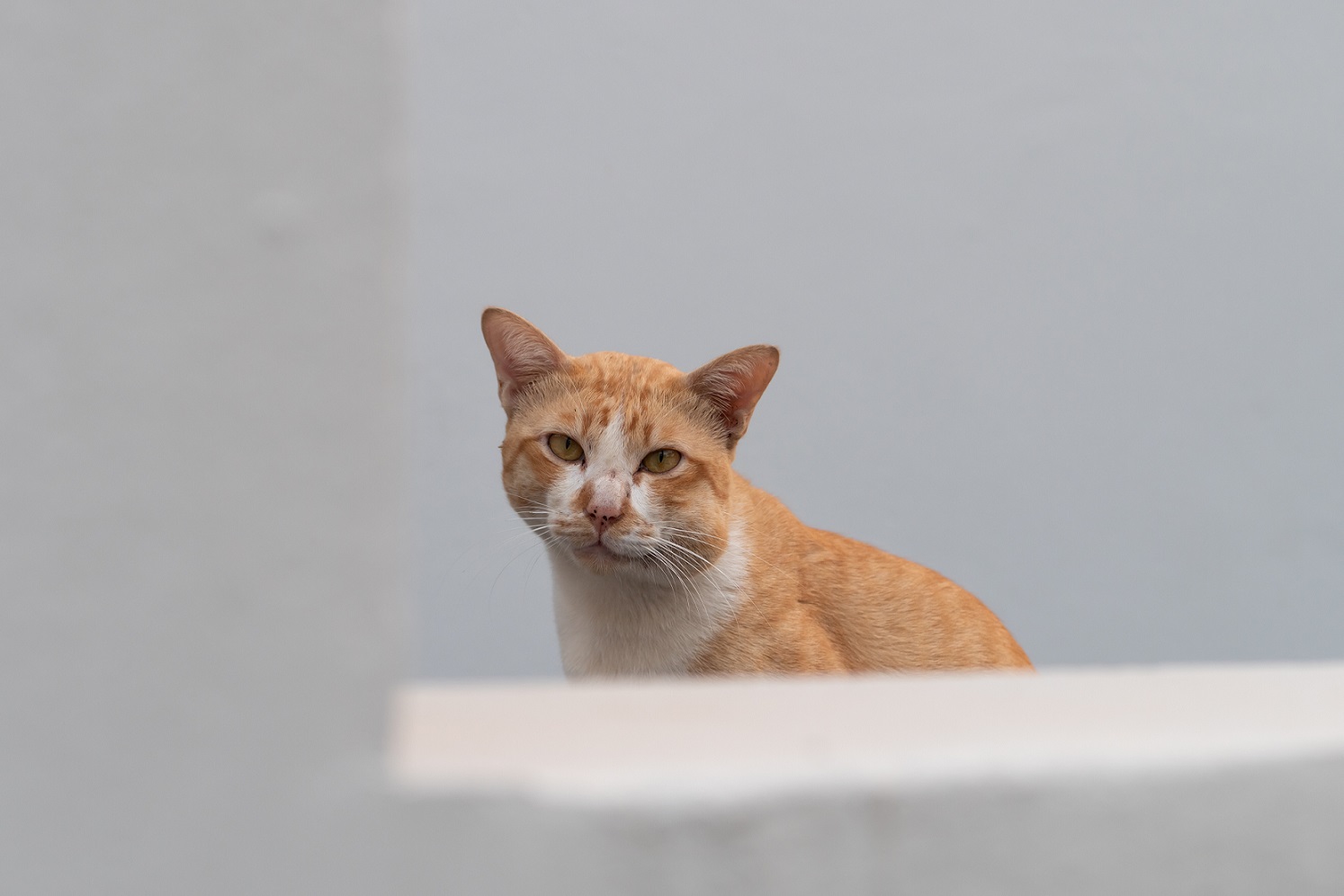 Picadura de avispa en gatos