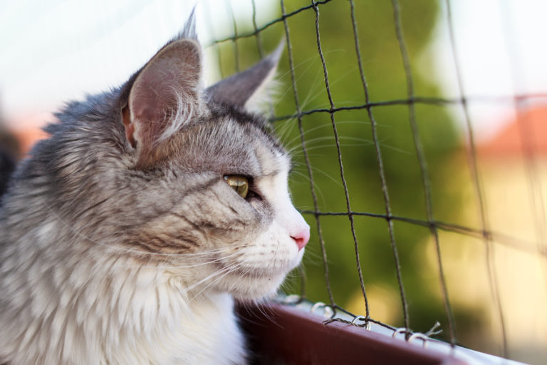 PROTECCIÓN EN VENTANAS, BALCONES Y TERRAZAS – Vida con gatos
