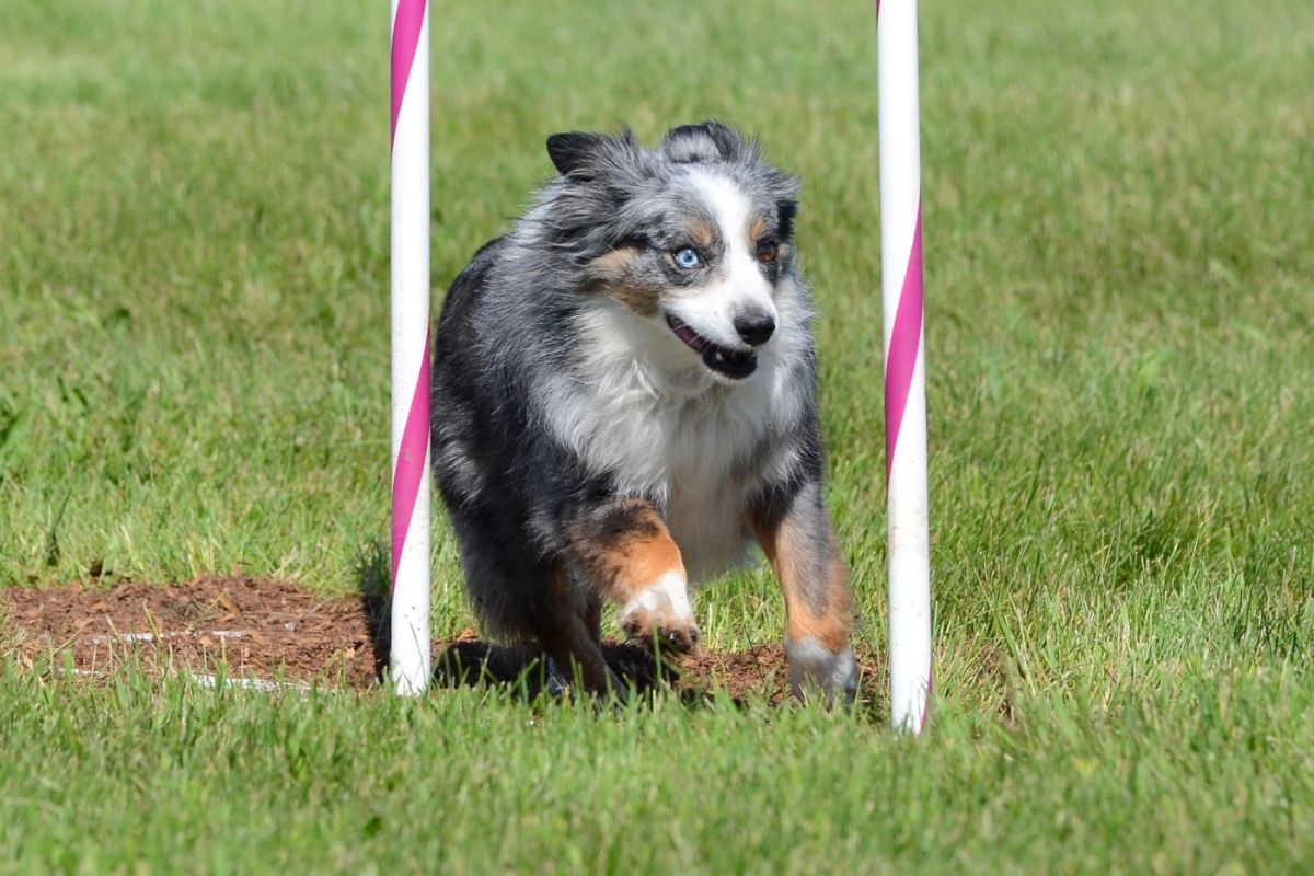 Miniature American Shepherd