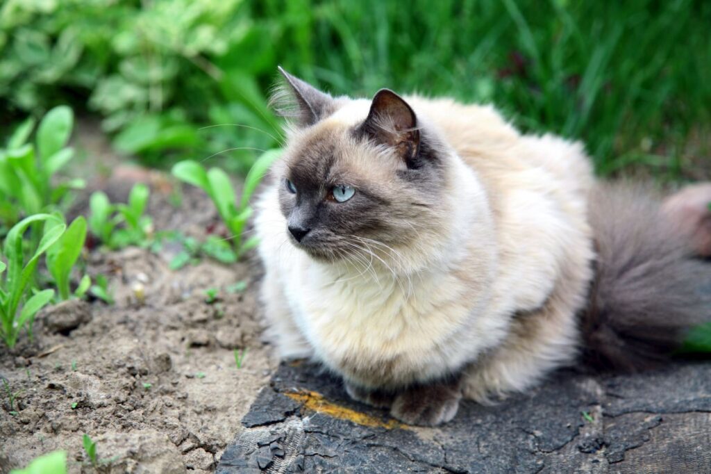 Gatos hipoalergénicos