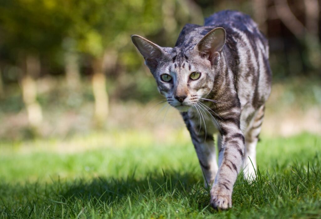 Gatos hipoalergénicos