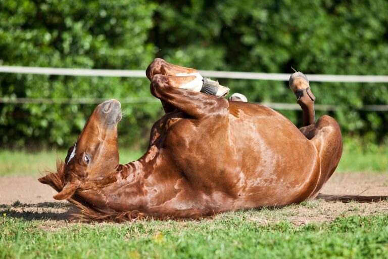 Cólicos en caballos