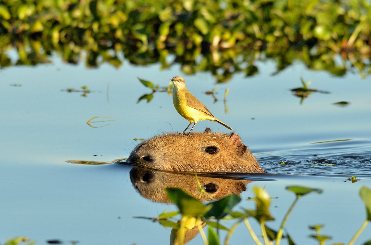 Capybara im Wasser