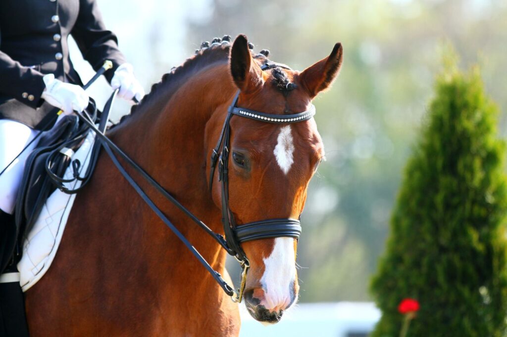 Retromandíbula del caballo