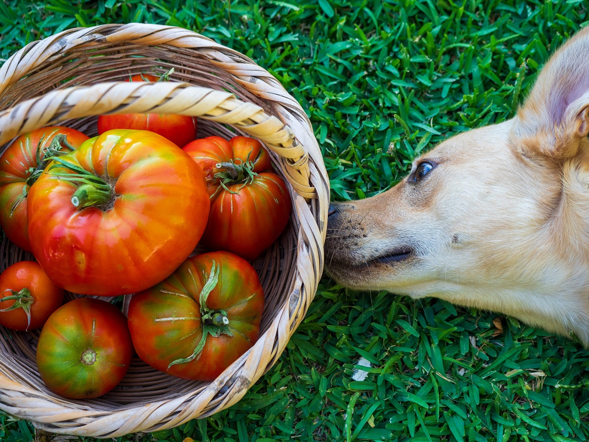 se les permite a los perros comer pimientos