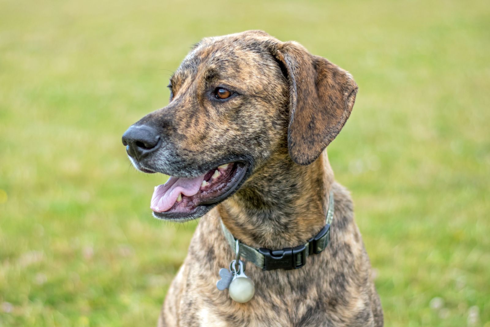 Plott hound zooplus Magazine