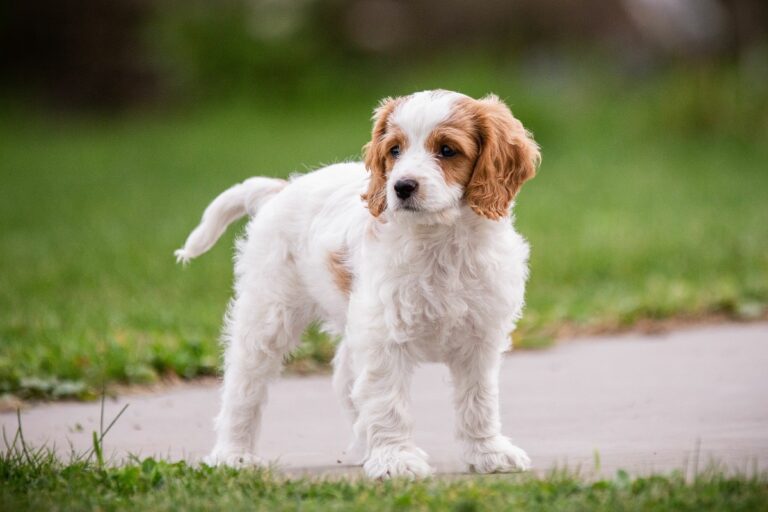 perro Cavachón adulto de pie en la carretera