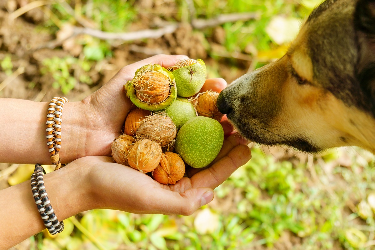 los cacahuetes crudos son buenos para los perros