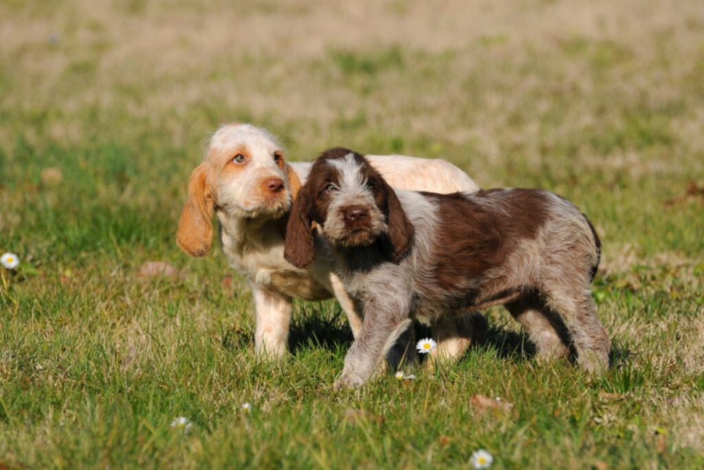 Dos cachorros de spinone italiano en un cesped