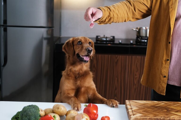 Comida casera para perros