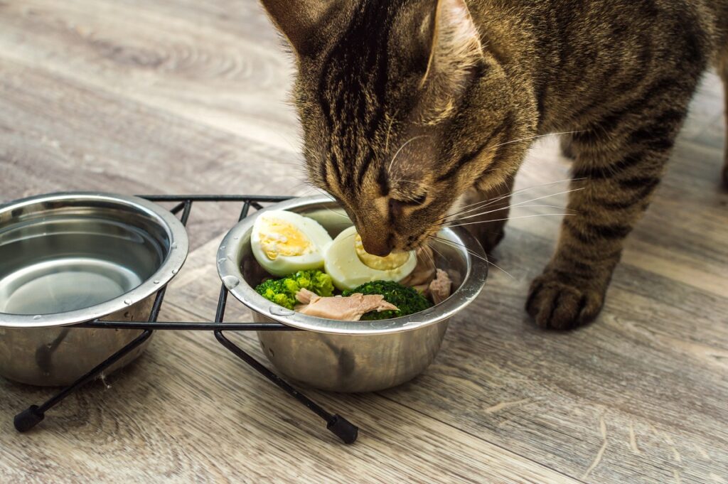 Los gatos pueden comer huevos