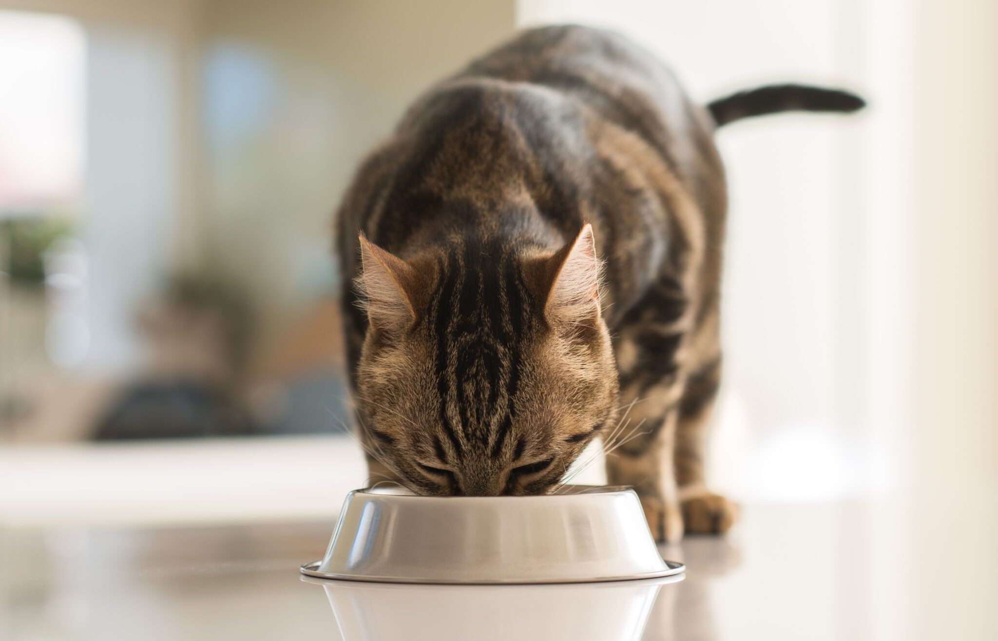 Comida casera para gatos