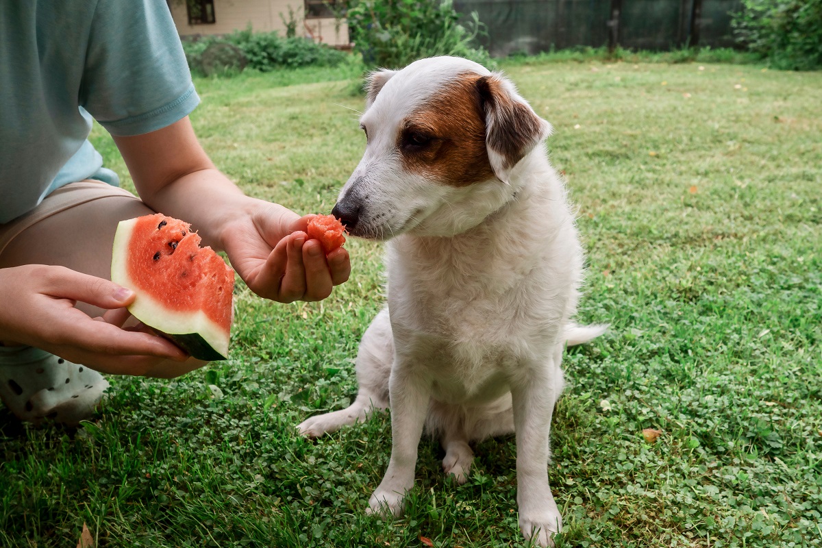 Los perros pueden comer sandía