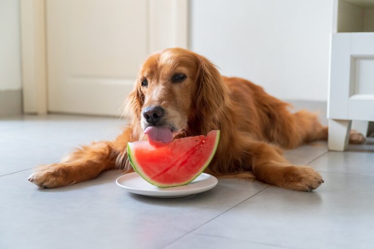 Los perros pueden comer sandía