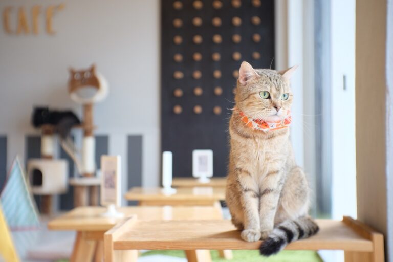 Cat café: qué debes saber antes de ir | zooplus Magazine