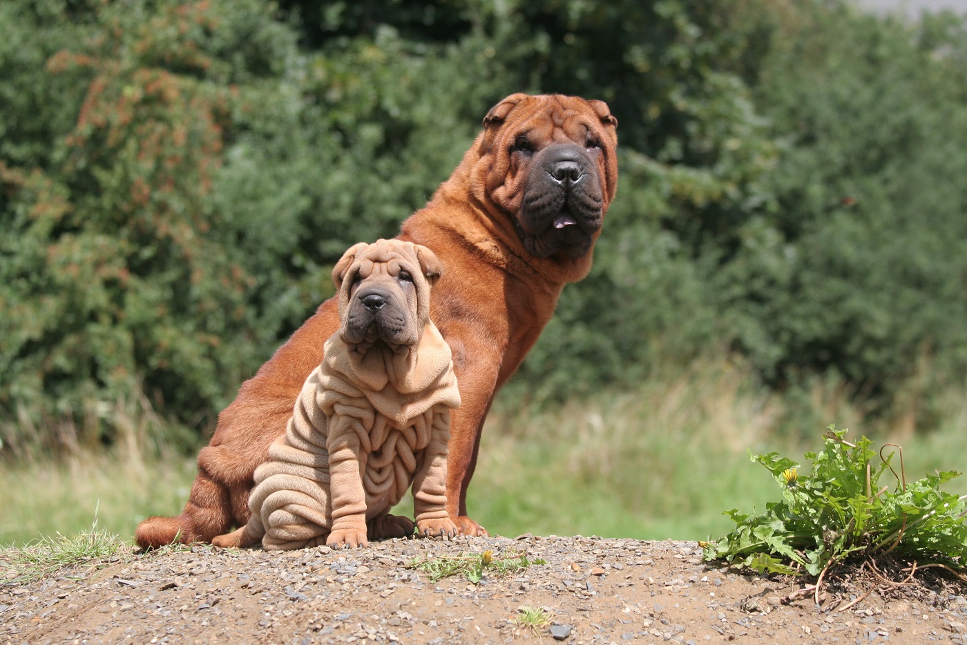 cria selectiva en perros