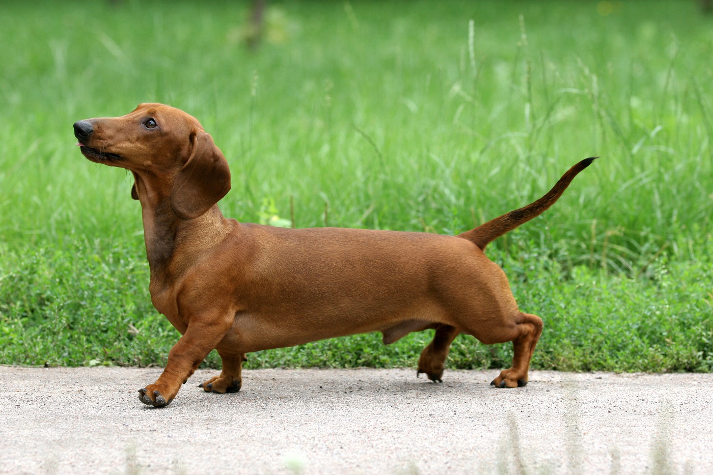 cria selectiva en perros