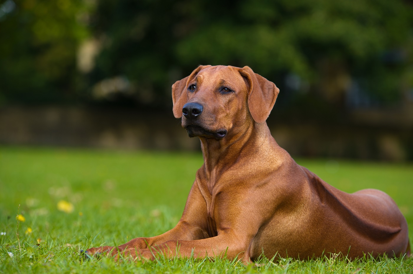 cria selectiva en perros