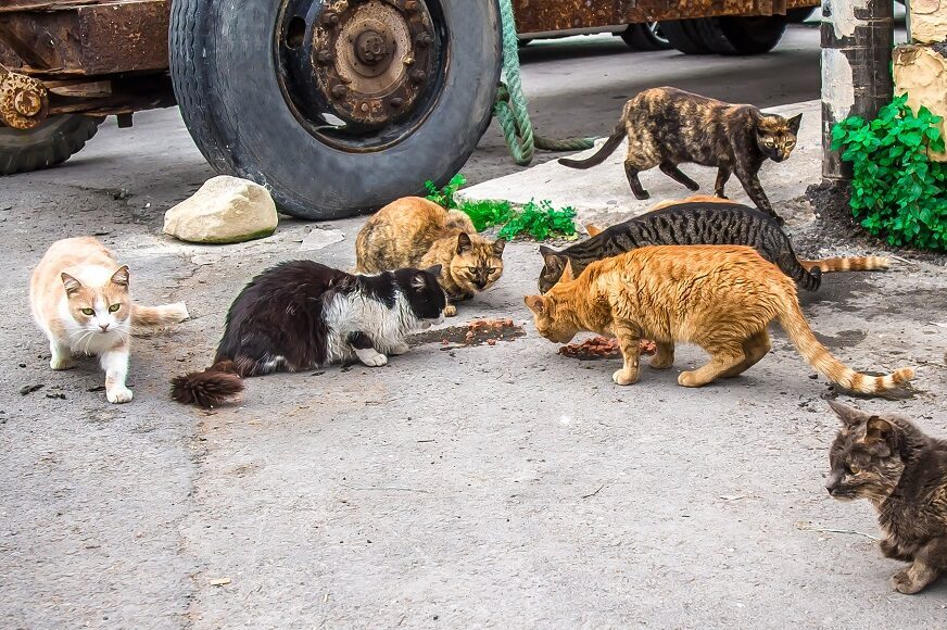 día internacional del gato