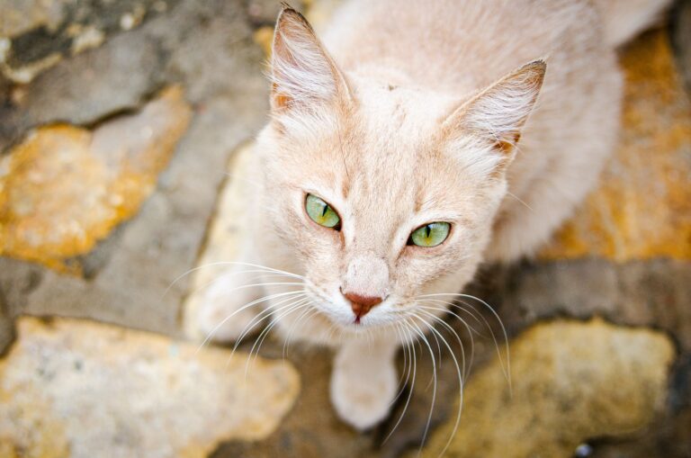 gatos en Egipto