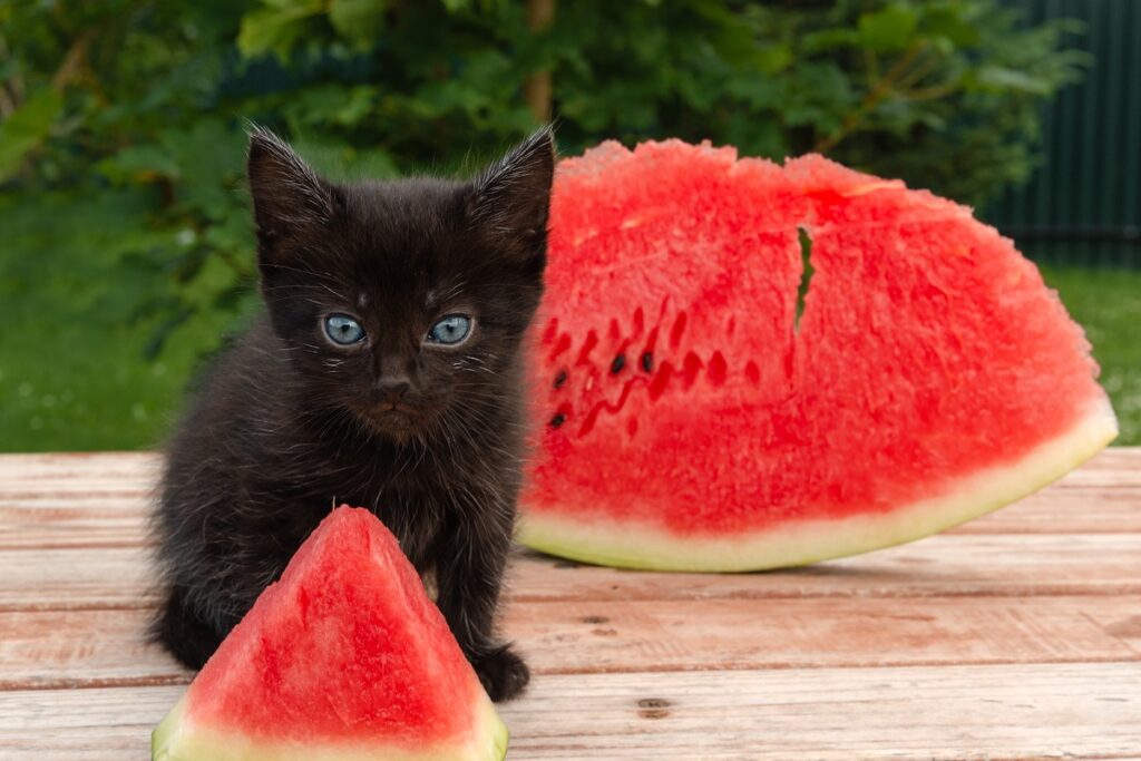 los gatos pueden comer sandía