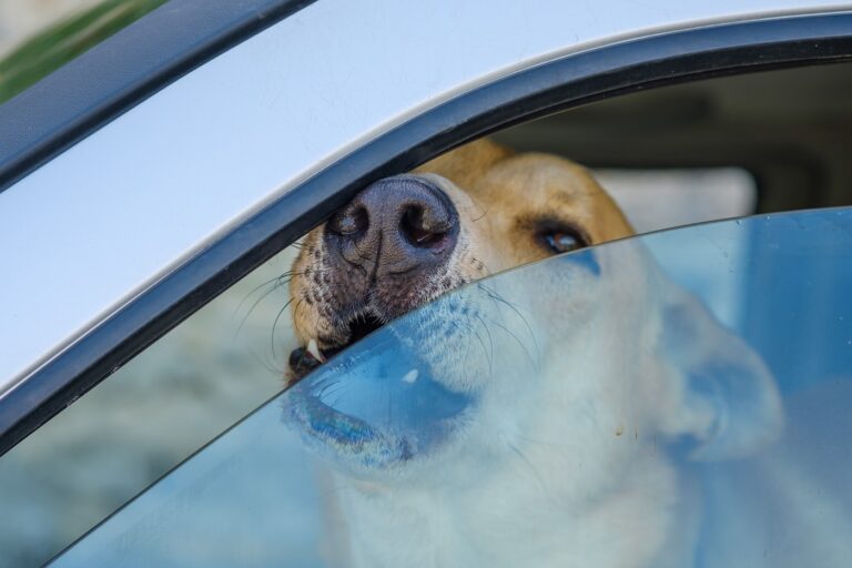 perro encerrado en el coche