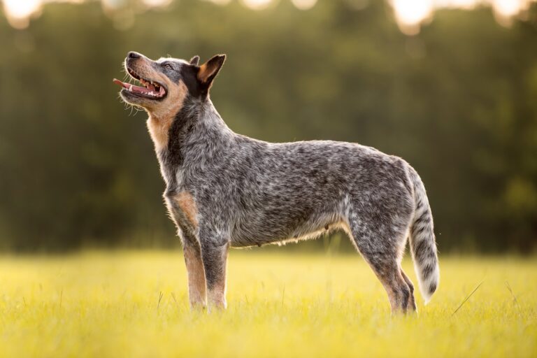 El perro más viejo del mundo