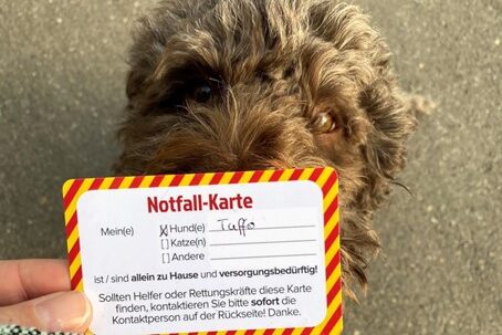 Tarjetas de emergencia para perros