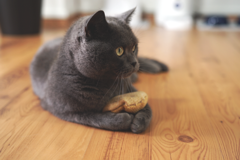 cojín con valeriana para gatos