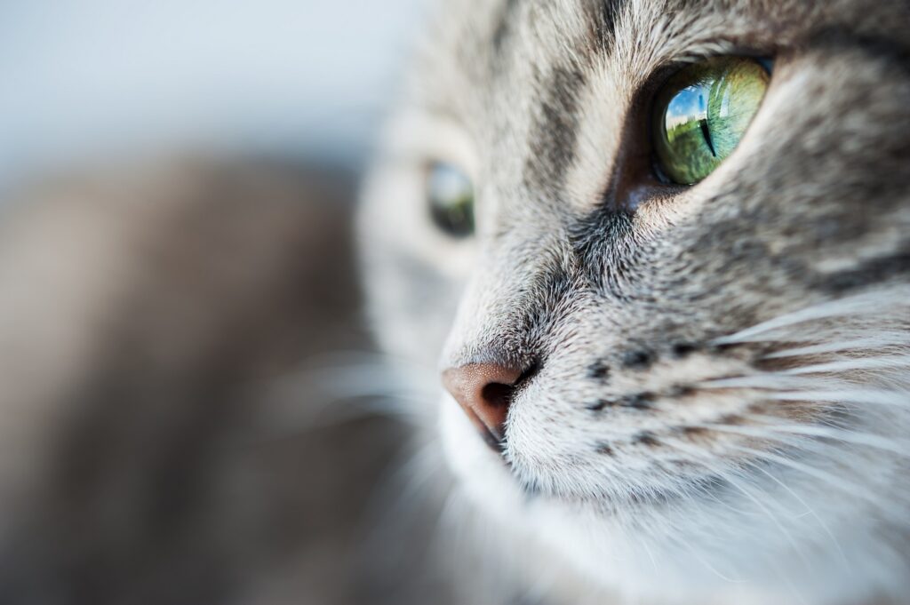 documentales de gatos