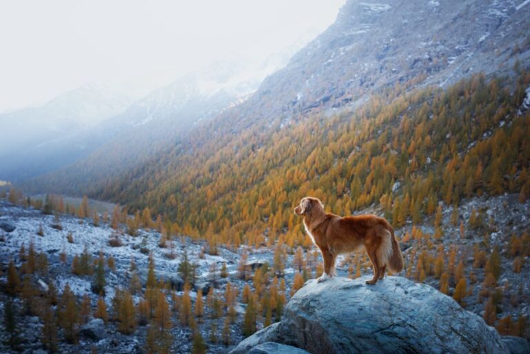 documentales de perros