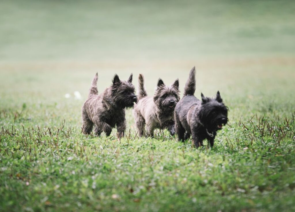 nombres de perros