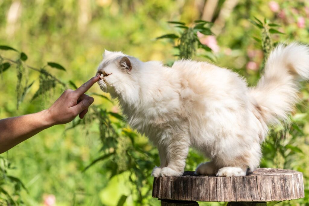 razas de gatos