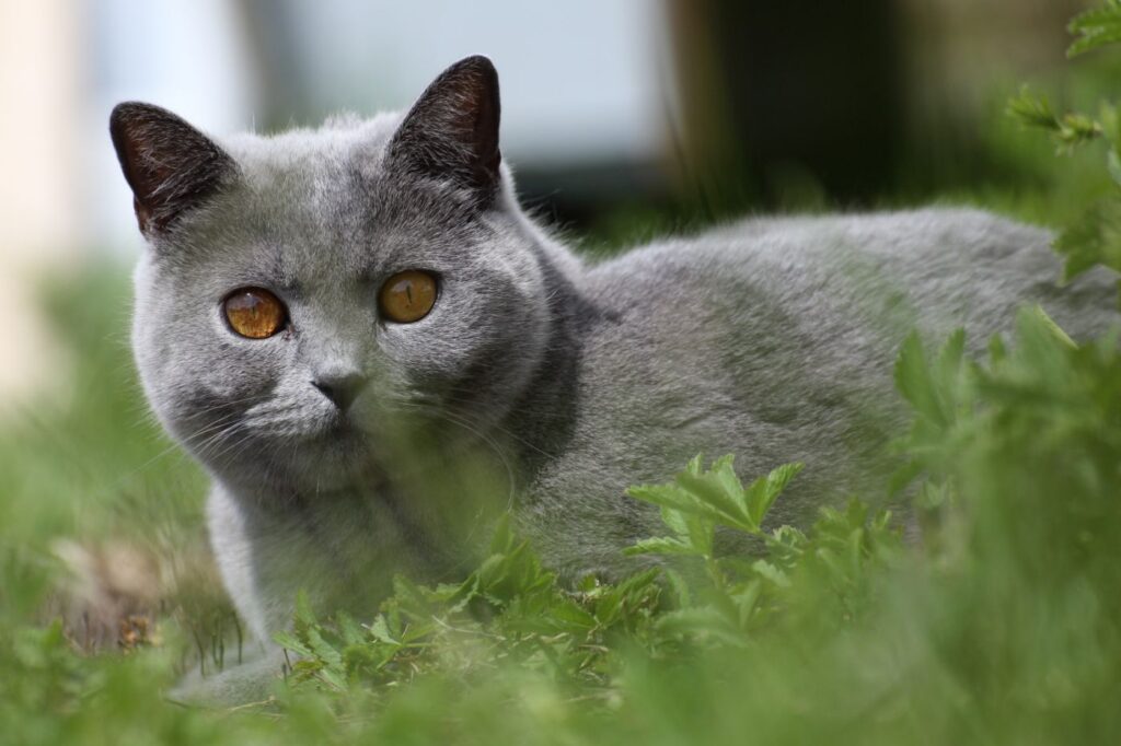 razas de gatos