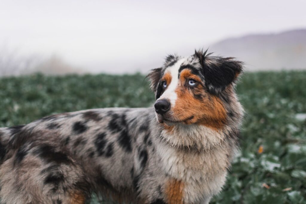 razas de perro