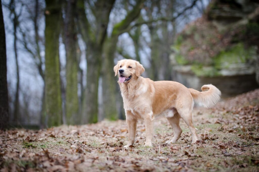 razas de perro